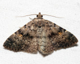 8323 - Common Idia - Idia aemula