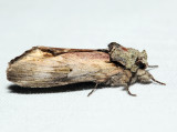 8012 – Red-washed Prominent – Oligocentria semirufescens