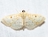 5276 – Herpetogramma abdominalis