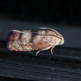 3494 – Filbertworm Moth – Cydia latiferreana