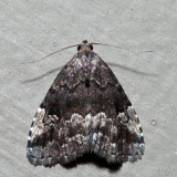 8428 – Dyspyralis nigellus
