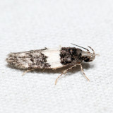 1857 – Pubitelphusa latifasciella