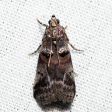 5663 – Acrobasis tumidulella