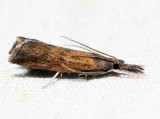 5379 – Mottled Grass-veneer – Neodactria luteolellus