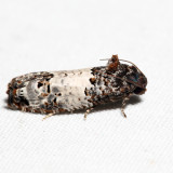3192 – Gray-blotched Epiblema - Epiblema scudderiana