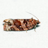 3603 – Jack Pine Tube Moth – Argyrotaenia tabulana