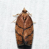 3622 – Hickory Leafroller – Argyrotaenia juglandana