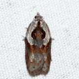 3536 – Robinson's Acleris – Acleris robinsoniana