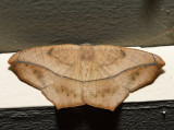 6982 - Large Maple Spanworm - Prochoerodes lineola