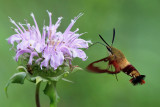 7853 - Hummingbird Clearwing - Hemaris thysbe