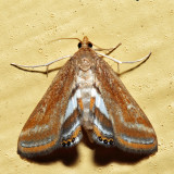 4763 – Floating-heart Waterlilly Moth – Parapoynx seminealis