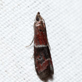 6005 – Darker Moodna – Moodna ostrinella
