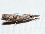 5380 – Neodactria zeellus