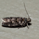 2064 – Chionodes bicostomaculella