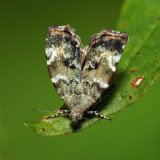 2651 – Diana's Choreutis Moth – Choreutis diana