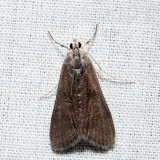 4759 – Polymorphic Pondweed Moth – Parapoynx maculalis