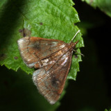 4950 – Mint Root Borer – Fumibotys fumalis