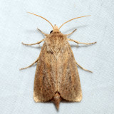 9449 – Oblong Sedge Borer – Capsula oblonga