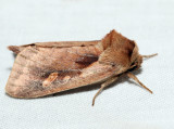 9526 - Pickerelweed Borer - Bellura densa