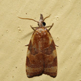 3716 – Spring Dead-leaf Roller – Cenopis diluticostana