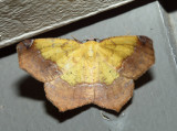 6987 - Variable Antepione - Antepione thisoaria