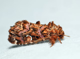 9631 - Pink-shaded Fern Moth - Callopistria mollissima