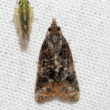 3741 – Platynota semiustana