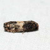 3184.1 – Epiblema glenni