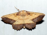 6724 - Saw-wing - Euchlaena serrata
