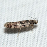 2104 – Chionodes pereyra (T)