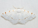 6273 - Lesser Maple Spanworm - Speranza pustularia