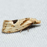 3758.2 – Aethes mymara