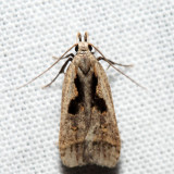 2291.4 – Dichomeris furia