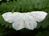 7159 - Large Lace-border - Scopula limboundata