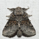 7931 – Common Gluphisia – Gluphisia septentrionis