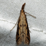 5319 – Long-beaked Donacaula – Donacaula longirostrallus (T)