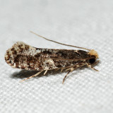 0417 – Monopis marginistrigella