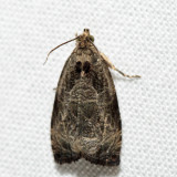 2800 – Variable Nigranum – Olethreutes nigranum