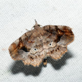 8490 - Decorated Owlet - Pangrapta decoralis
