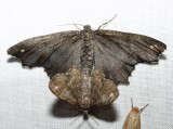 6655 - Esther Moth - Hypagyrtis esther (mating pair)