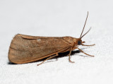 8118 - Tawny Virbia - Virbia opella