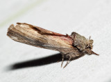 8012 – Red-washed Prominent – Oligocentria semirufescens