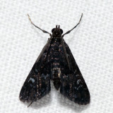 4755 - Waterlily Leafcutter - Synclita obliteralis