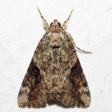 8876 – Little Nymph Underwing – Catocala micronympha