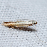 1725 – Stereomita andropogonis