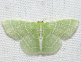 7058 - Wavy-lined Emerald - Synchlora aerata