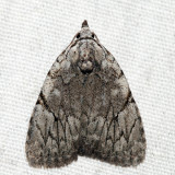 9662 – Many-dotted Appleworm Moth – Balsa malana