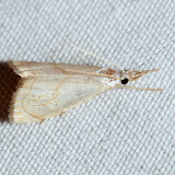 5489 – Peppered Haimbachia – Haimbachia placidella