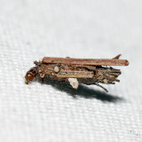 0437 - Common Bagworm - Psyche casta