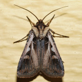 10675 – Confused Dart – Feltia tricosa